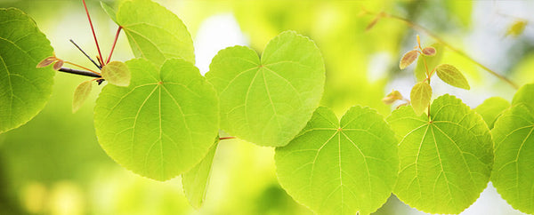 Ayurvedische Rasayanas
