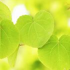 Ayurvedische Rasayanas