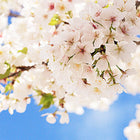 Fit durch den Frühling