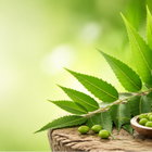 Neem im Ayurveda: Eine traditionelle Pflanze für tägliche Routinen