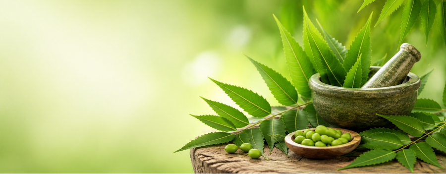 Neem im Ayurveda: Eine traditionelle Pflanze für tägliche Routinen