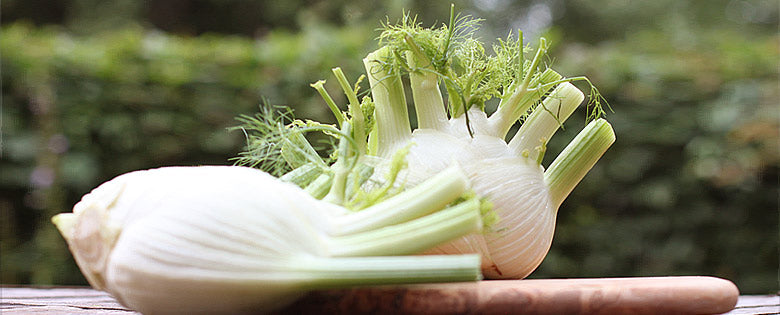 Fenchel italienisch "Natura"