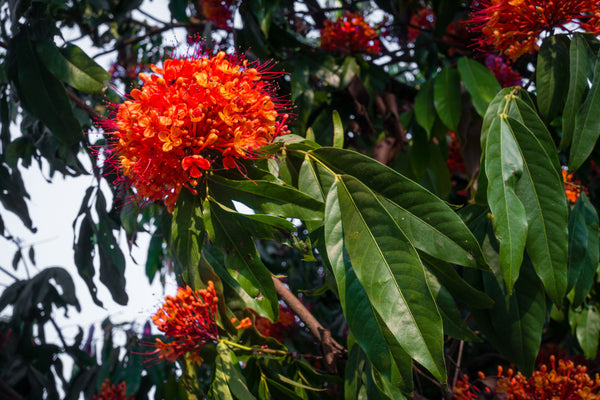 Organic Ashoka