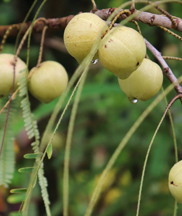 Organic Amalaki