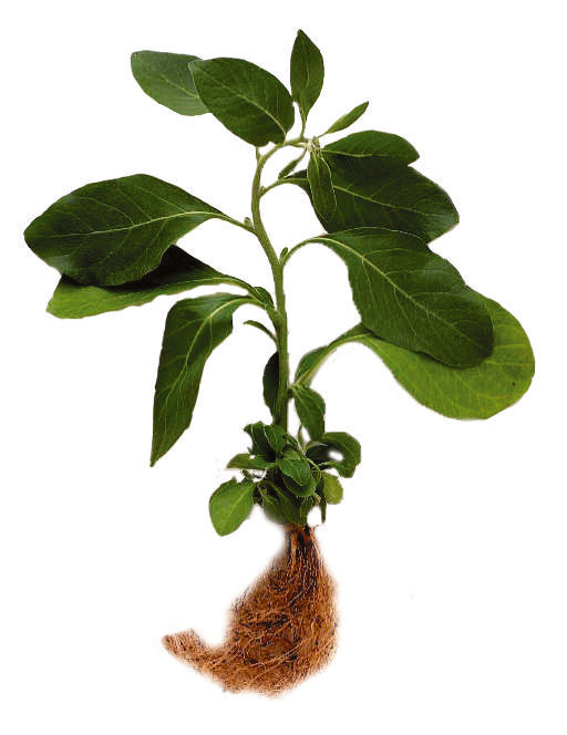 Withania somnifera (Ashwagandha)