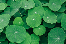 Bacopa monnieri (Brahmi)