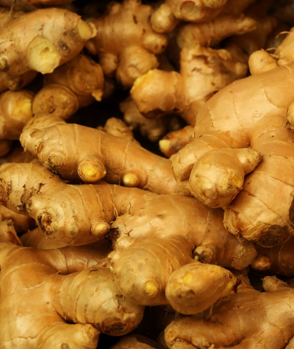 Zingiber officinale (Ingwer)