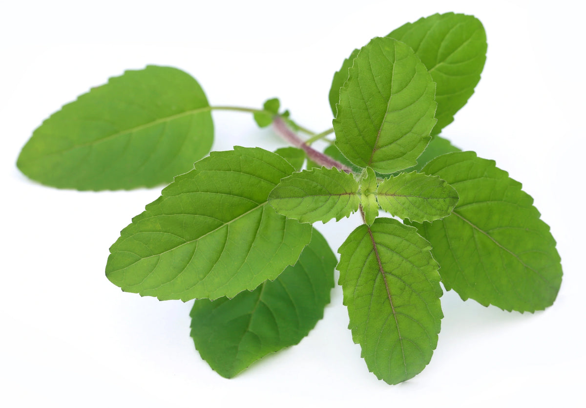 Ocimum sanctum (Tulsi)
