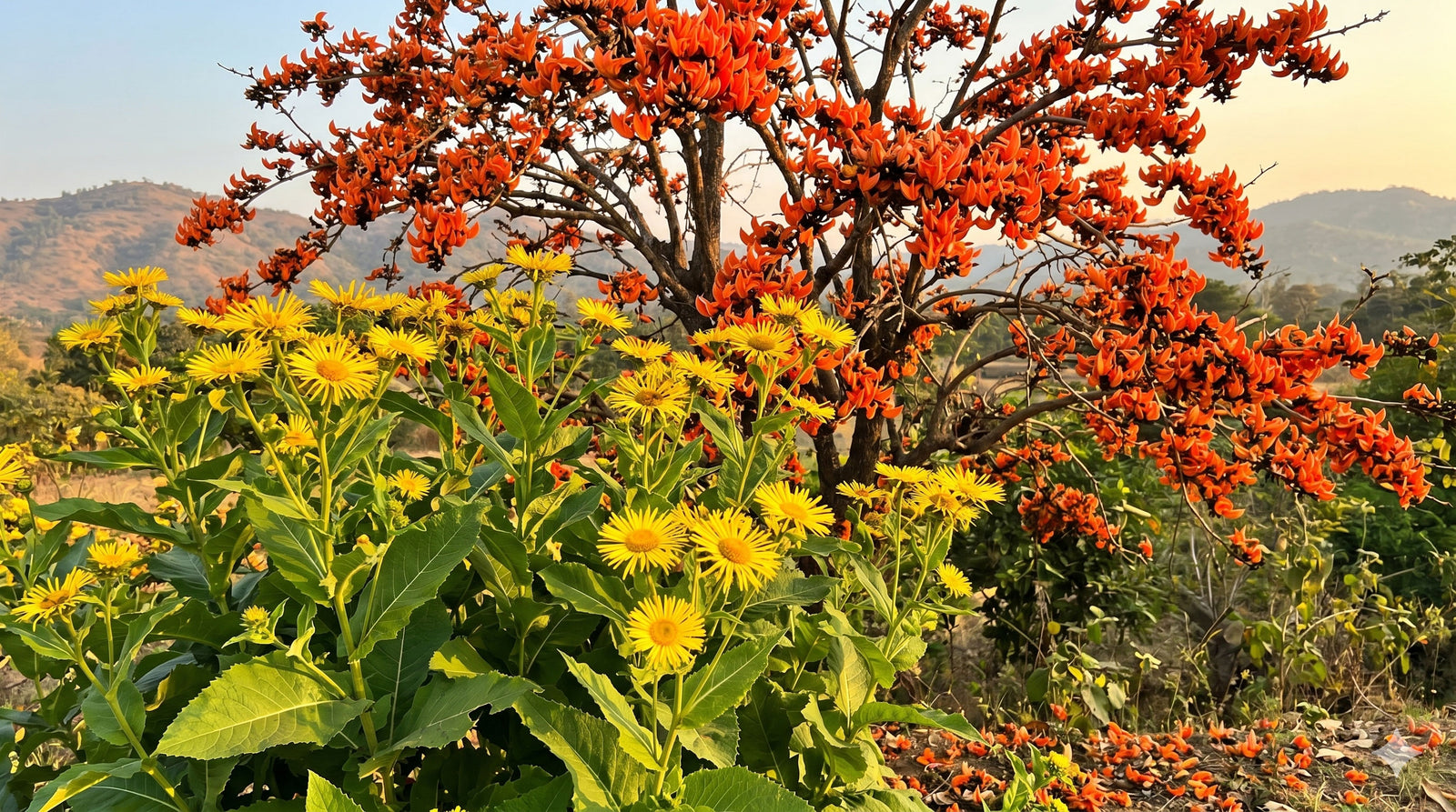Butea Frondosa (Flamme des Waldes)