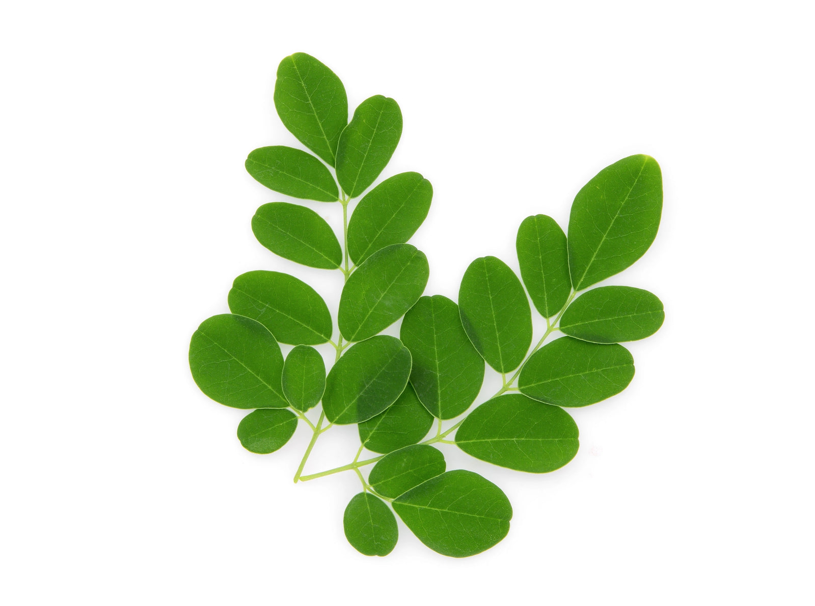 Moringa oleifera (Moringa)
