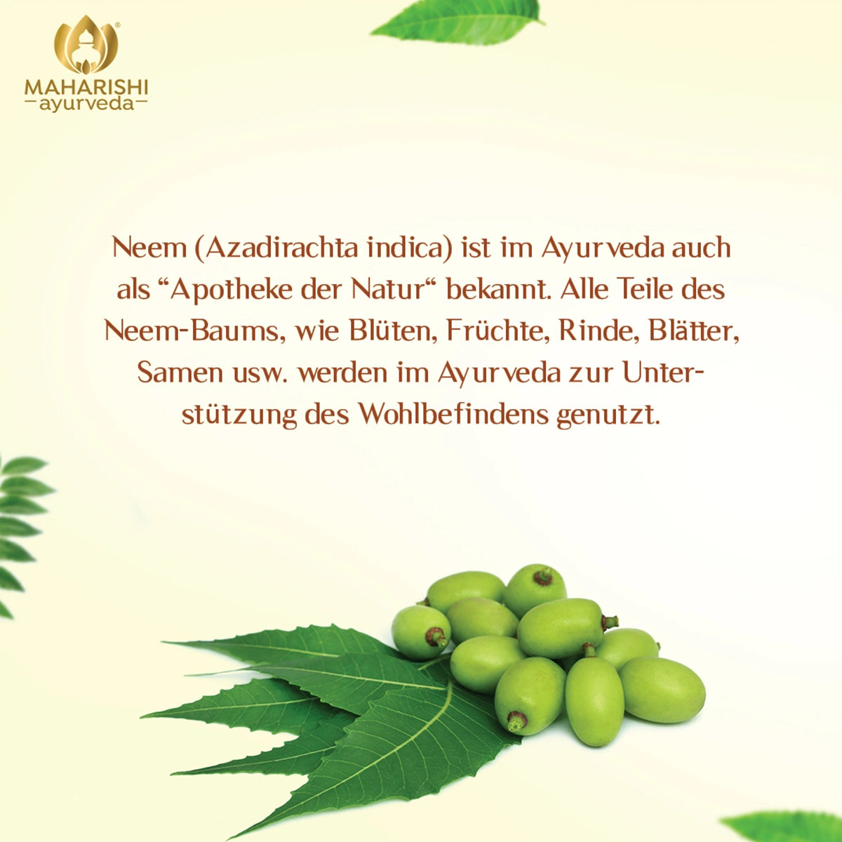Neemblätter und Neemfrüchte als traditionelle ayurvedische Pflanze