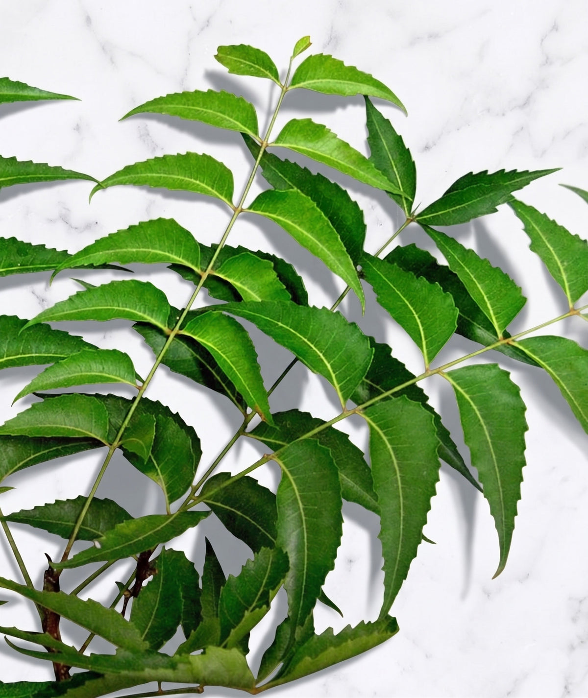 Neem