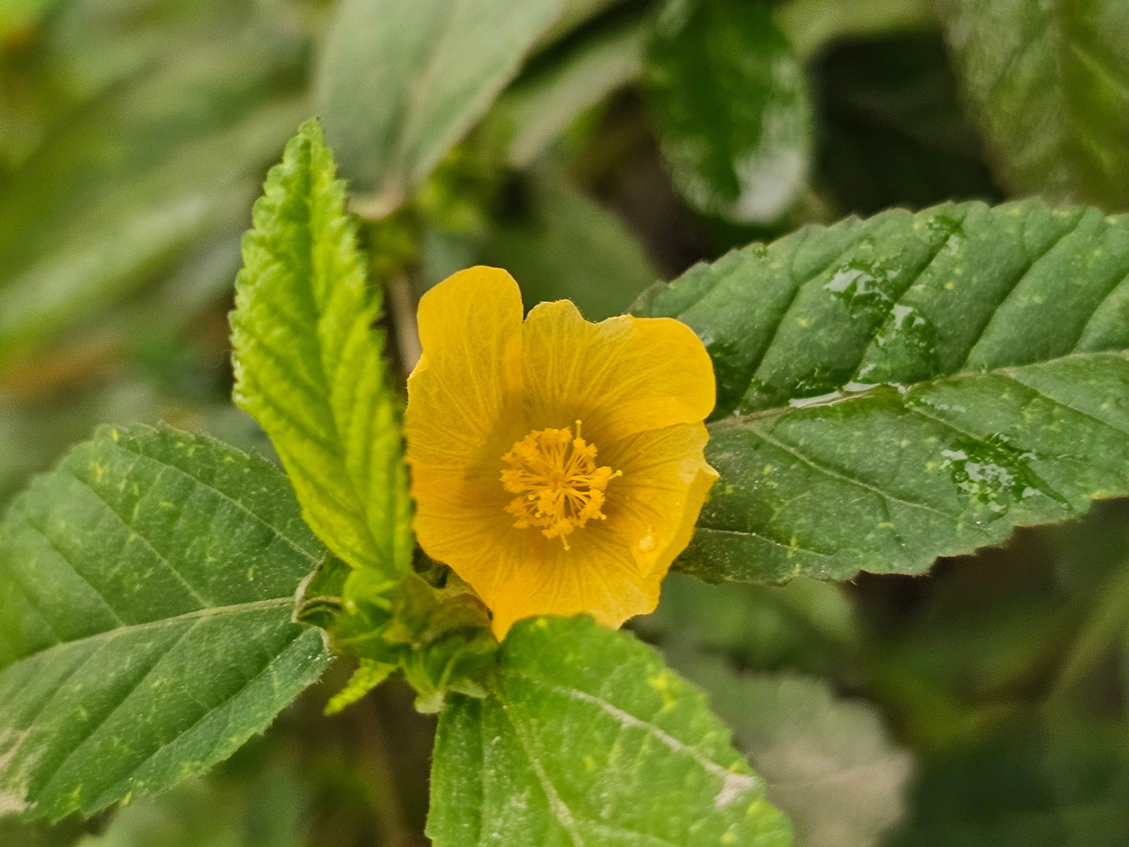 Sida cordifolia-Extrakt