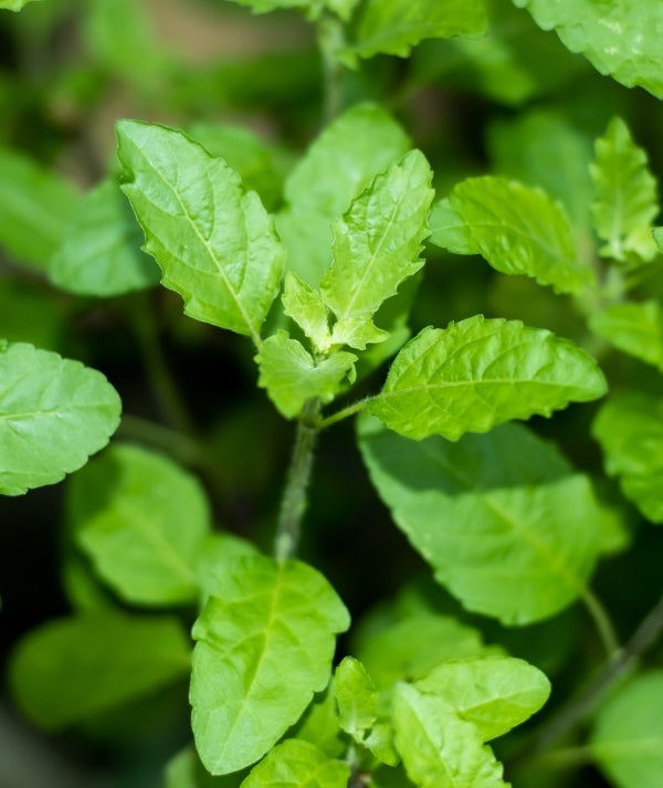 Organic Tulsi 