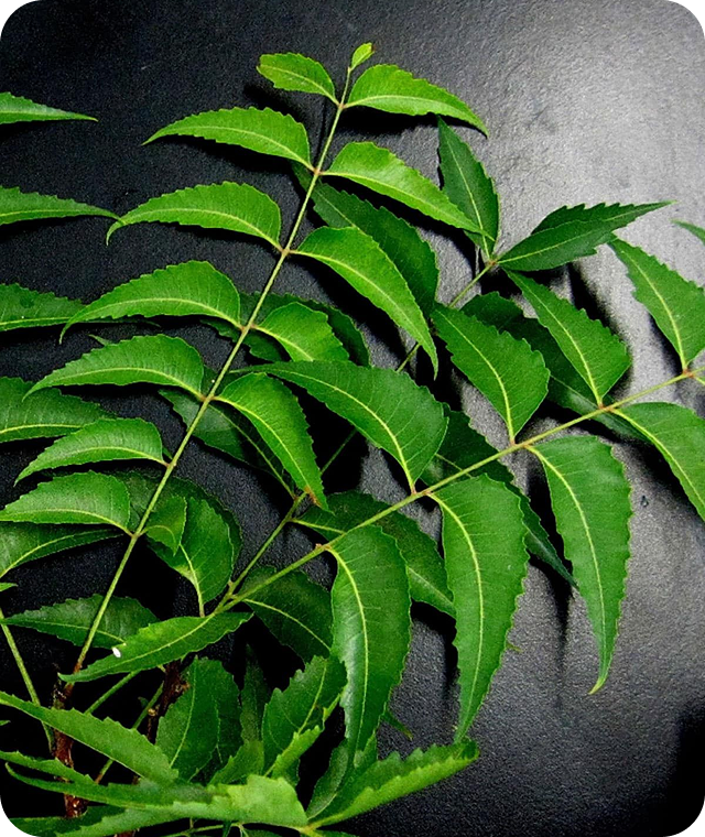 Azadirachta indica (Neem)