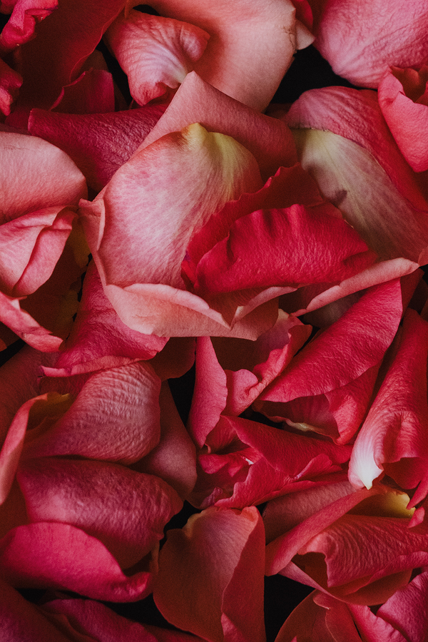 Organic Rose Petals